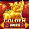 Golden Pig